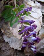 Plancia ëd Corydalis solida (L.) Clairv.