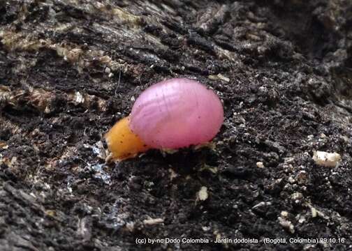 صورة Mimocalla (Mimocalla) giganteus (Schiner 1868)