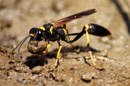 Image of mud daubers