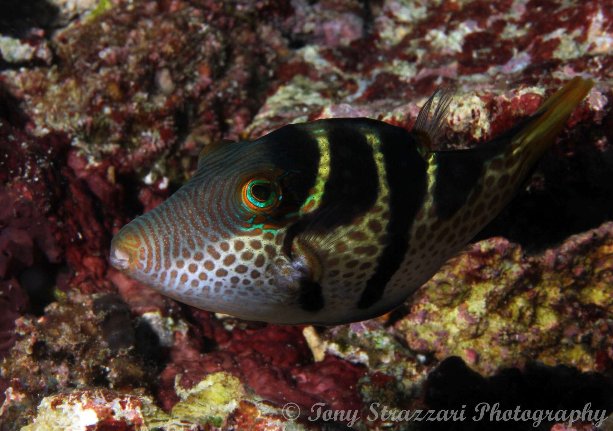 Image of Banded Toby