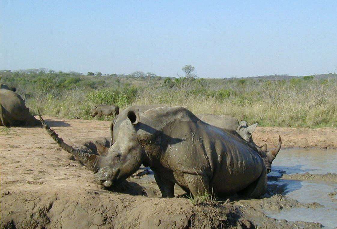 Image of Grass Rhinoceros