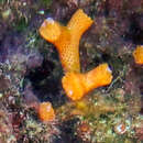 Image of false coral