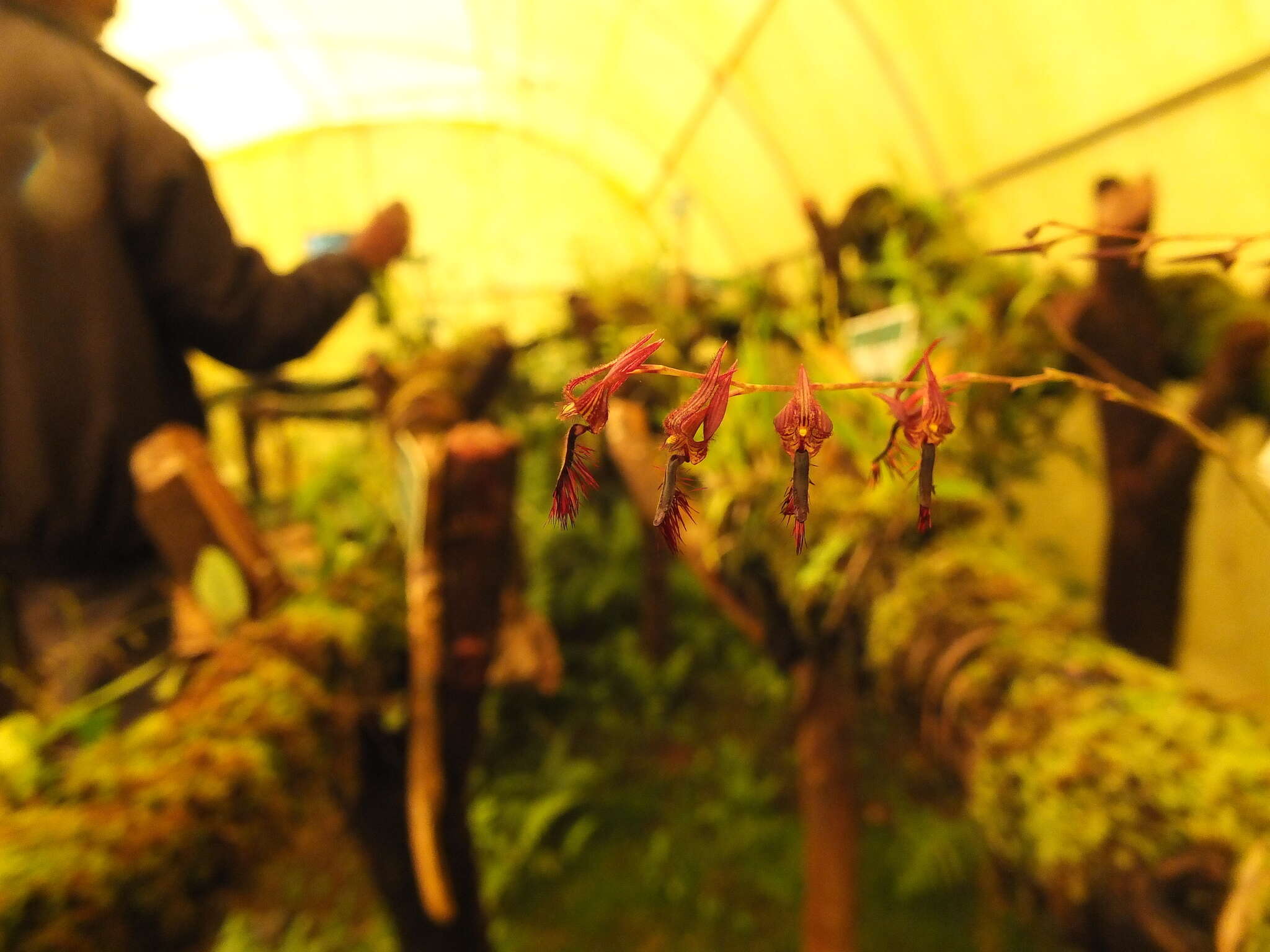 Image of Bulbophyllum tremulum Wight