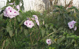 Слика од Ipomoea carnea Jacq.