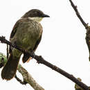 Image of Yellow-throated Leaflove