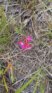 صورة Disa filicornis (L. fil.) Thunb.