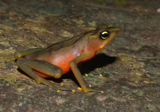 Image of Harlequin frog
