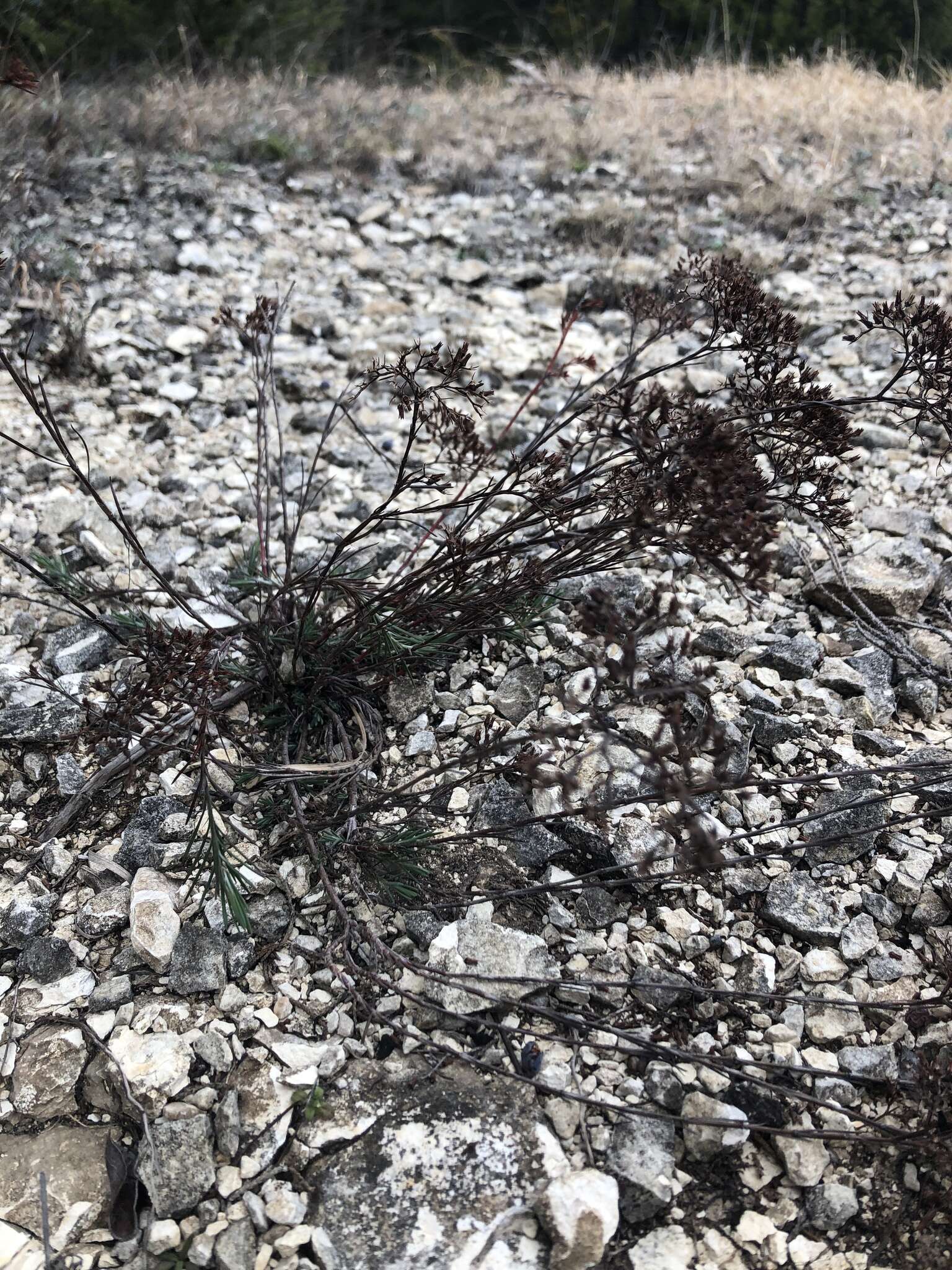 Image of yellow nailwort