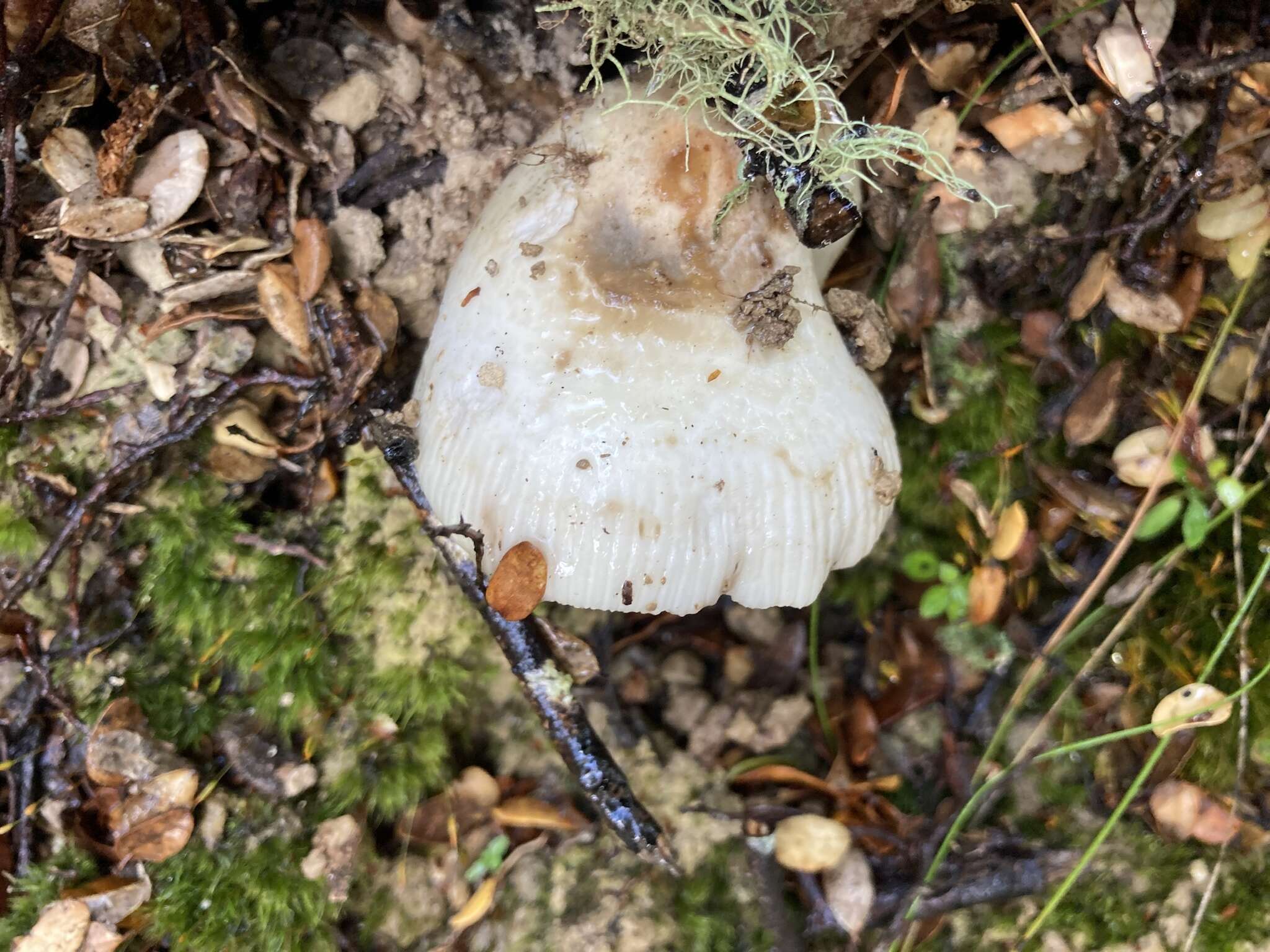 Image of Russula albolutescens McNabb 1973