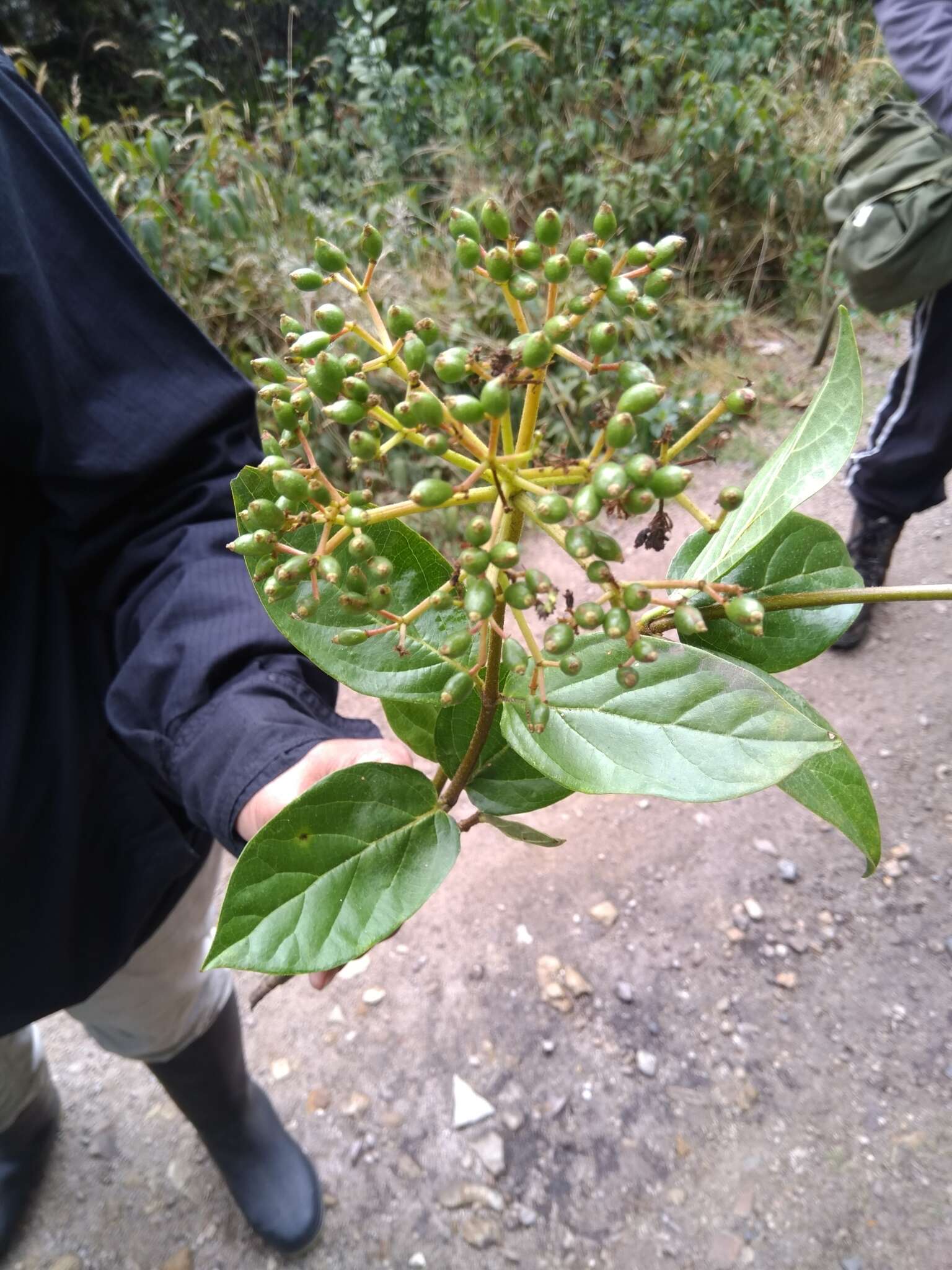 Image of Viburnum triphyllum Benth.