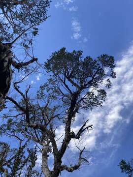 صورة Melaleuca preissiana Schau.