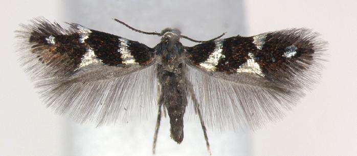 Image of Antispila oinophylla