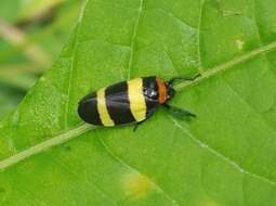 Image of Sphenorhina nigricephala Carvalho & Webb 2004