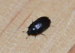 Image of Black carpet beetle