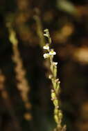 Image of Cleric's Collar Orchid