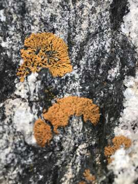 Image of orange lichen