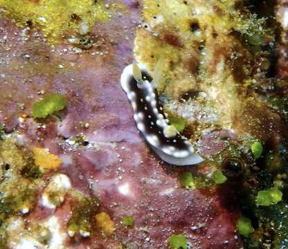 Image of Geometric brown headflapper slug