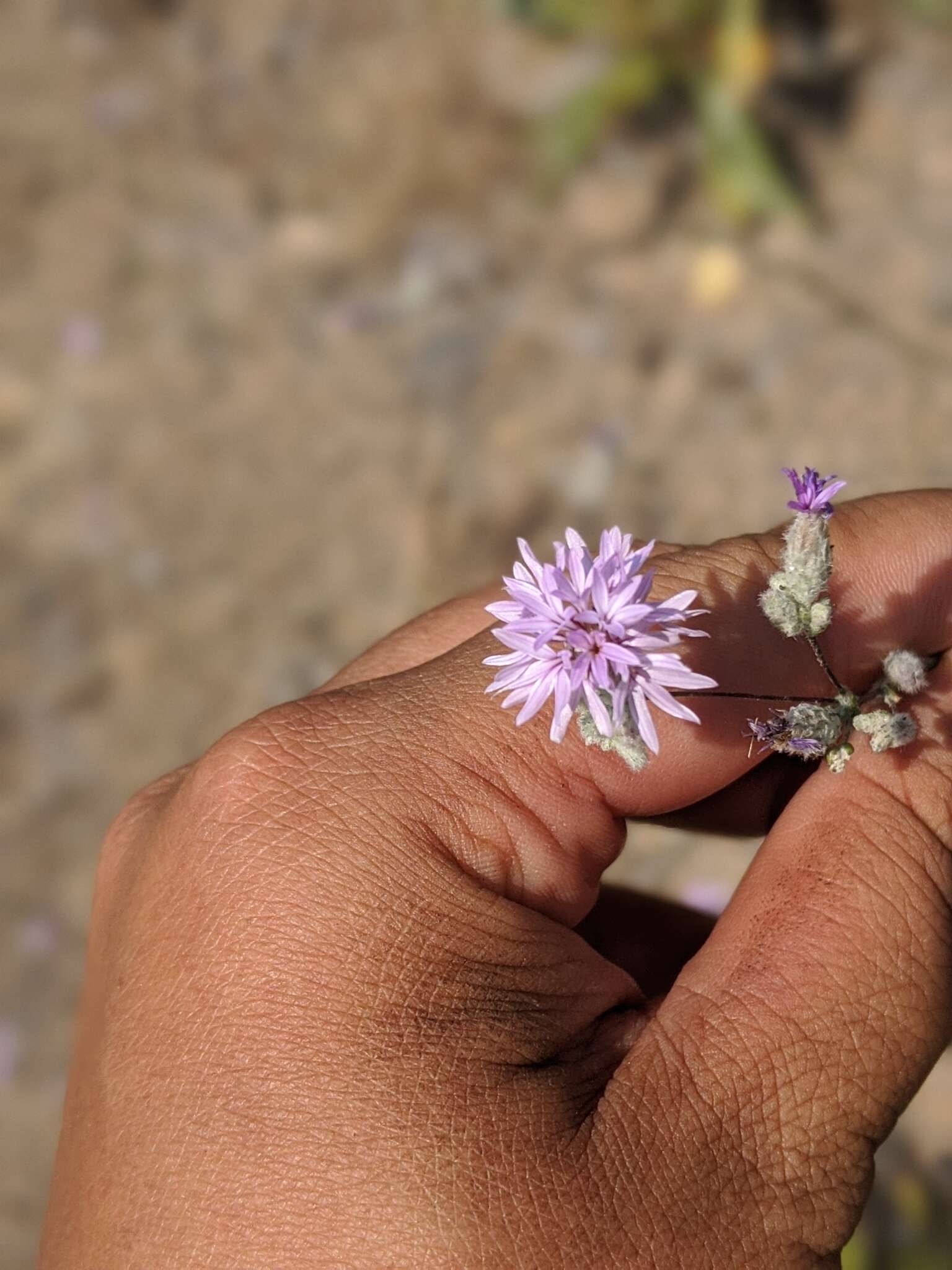 Plancia ëd Lessingia leptoclada A. Gray