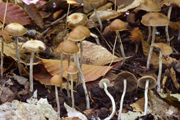 Image of Psilocybe aztecorum R. Heim 1957