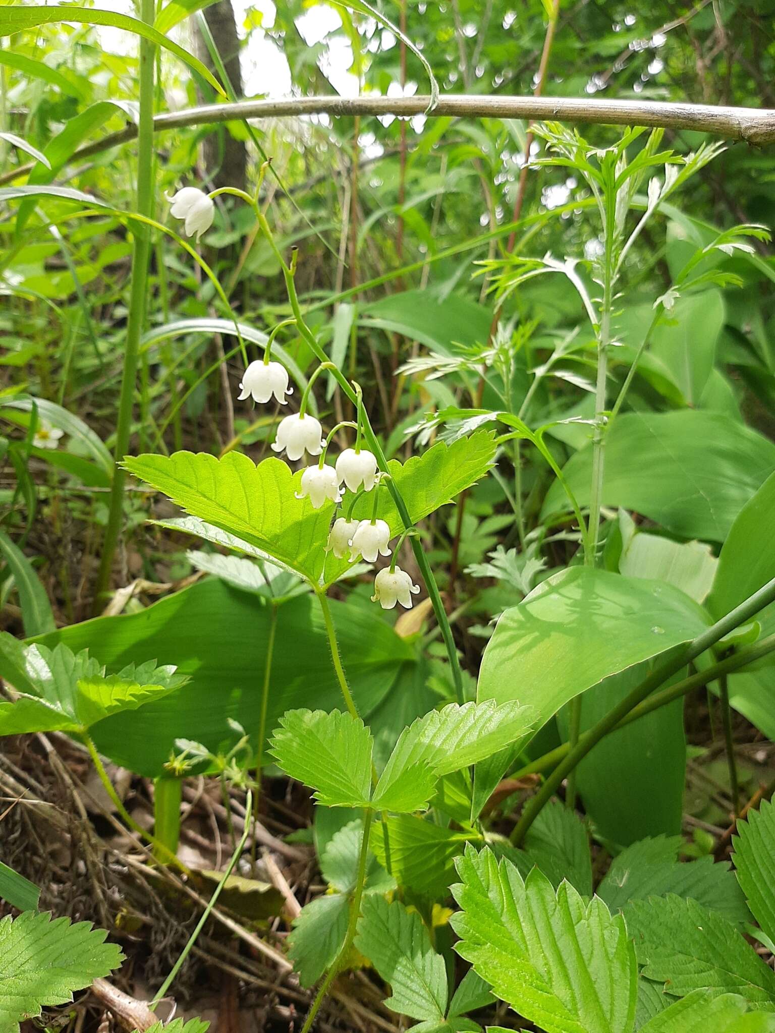 Image of Convallaria keiskei Miq.