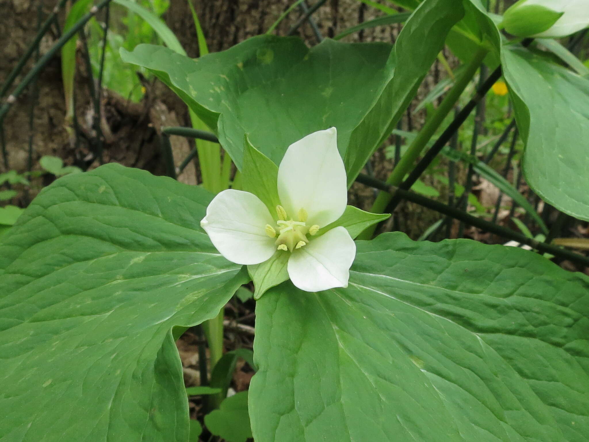 Image of Trillium komarovii H. Nakai & Koji Ito