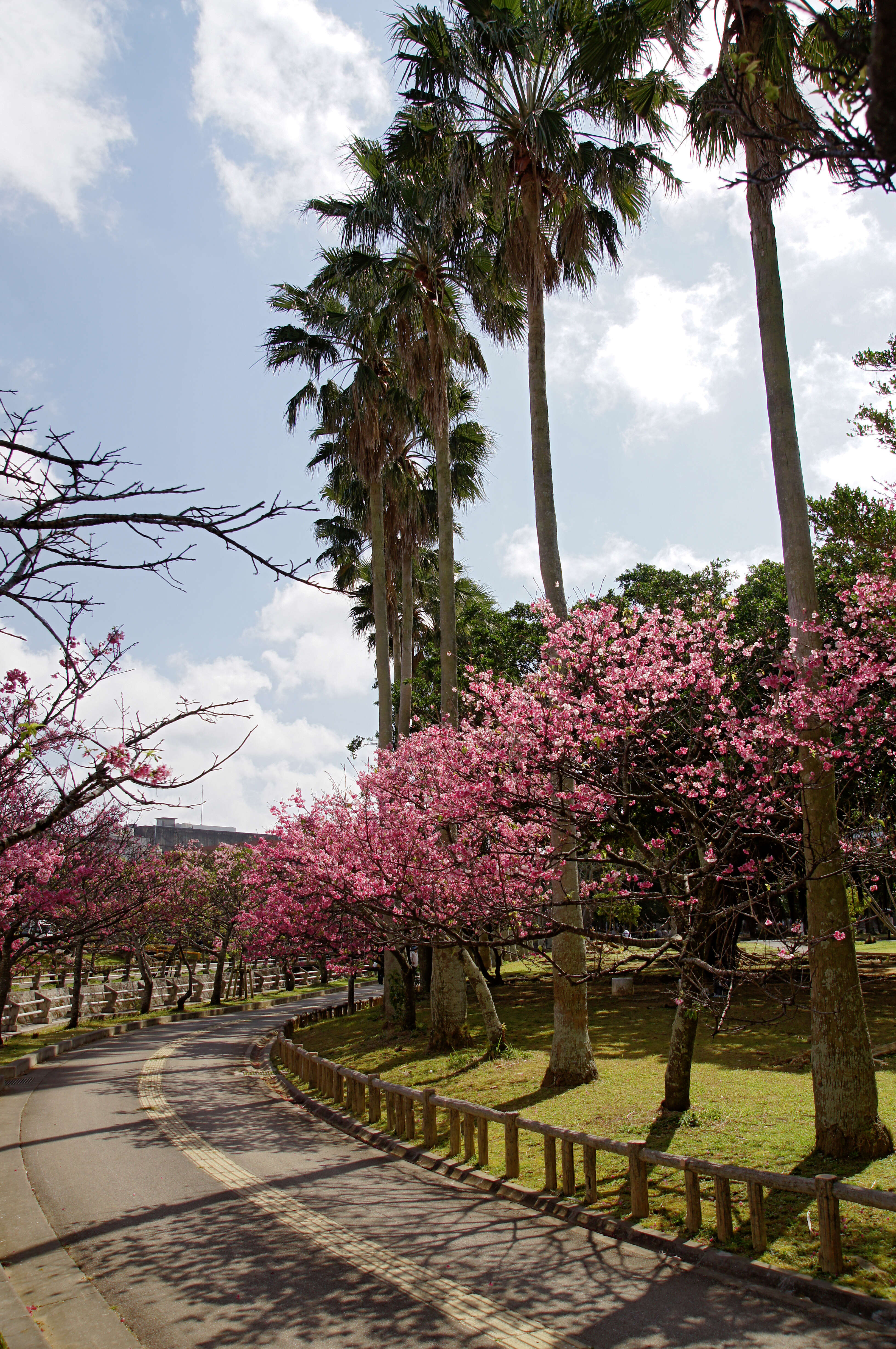 Imagem de Prunus campanulata Maxim.