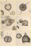 Image of Radiolaria