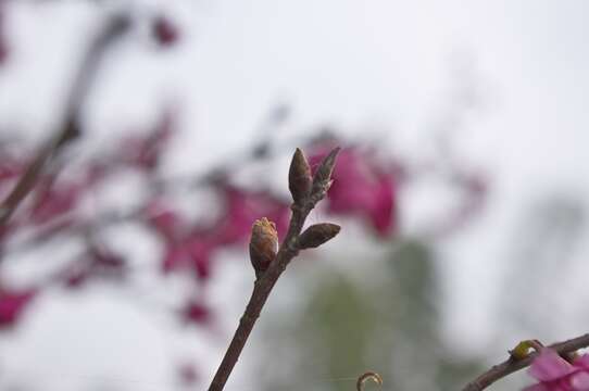 Imagem de Prunus campanulata Maxim.