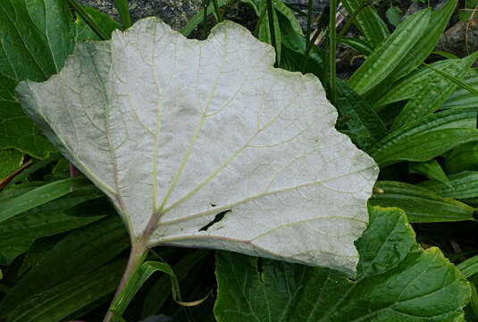 Plancia ëd Pericallis malvifolia (L'Hér.) B. Nord.