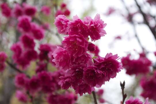 Imagem de Prunus campanulata Maxim.