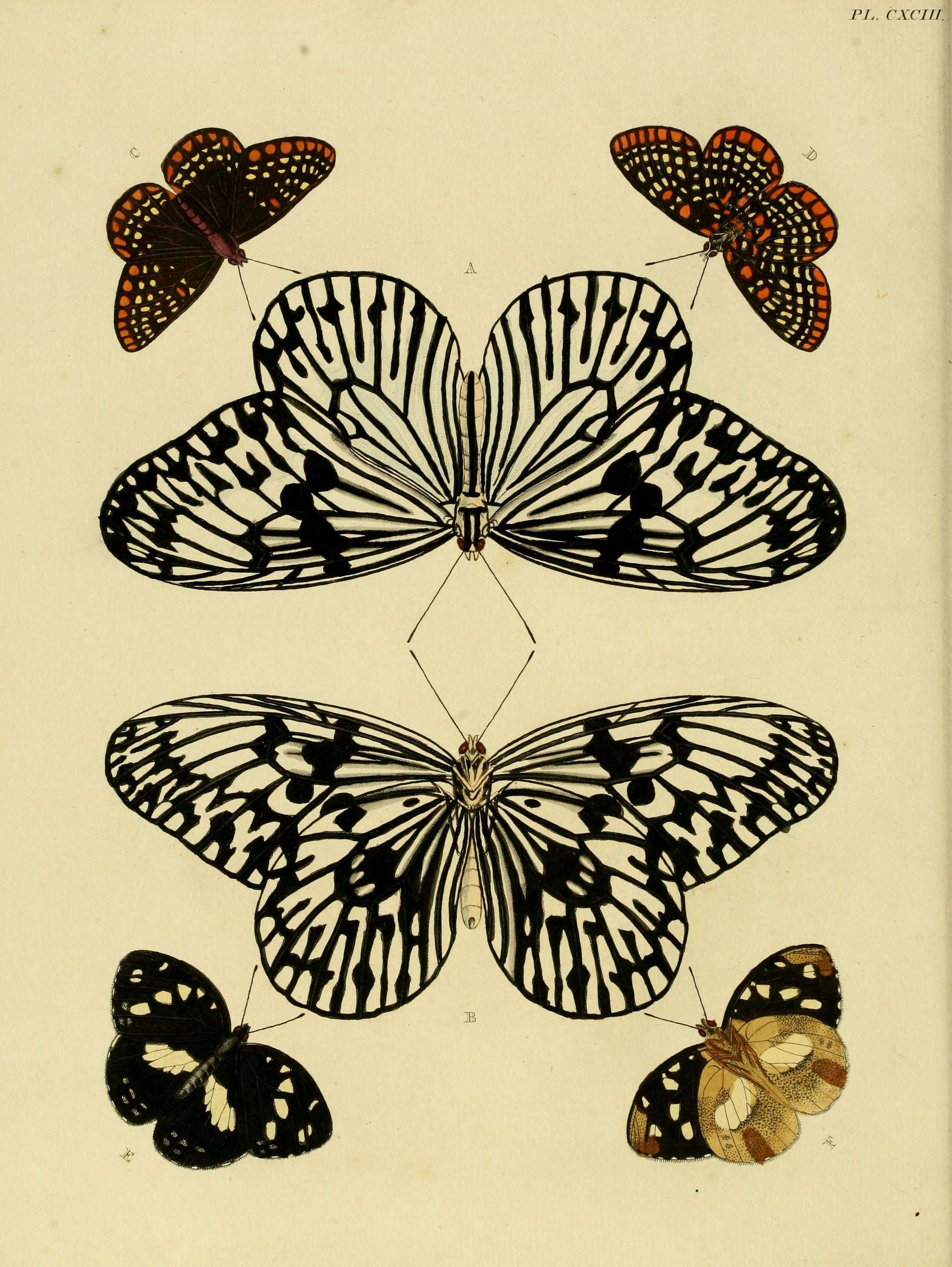 Image of Baltimore Checkerspot