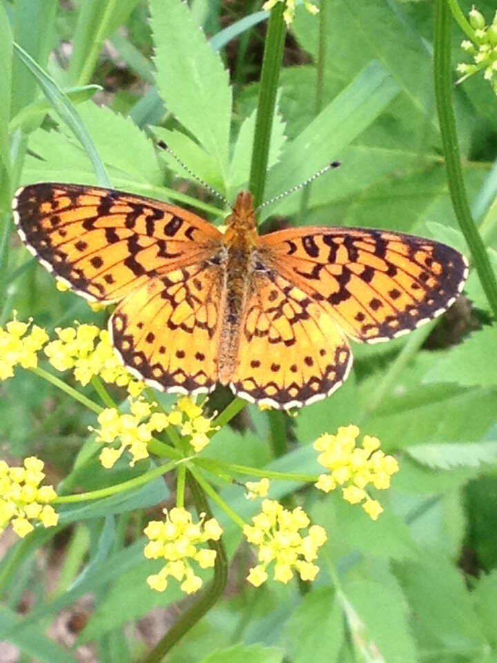 Image of Silver-bordered Fritillary