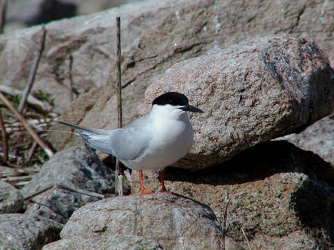 Image of Roseate Tern