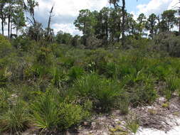 Image of Slash Pine