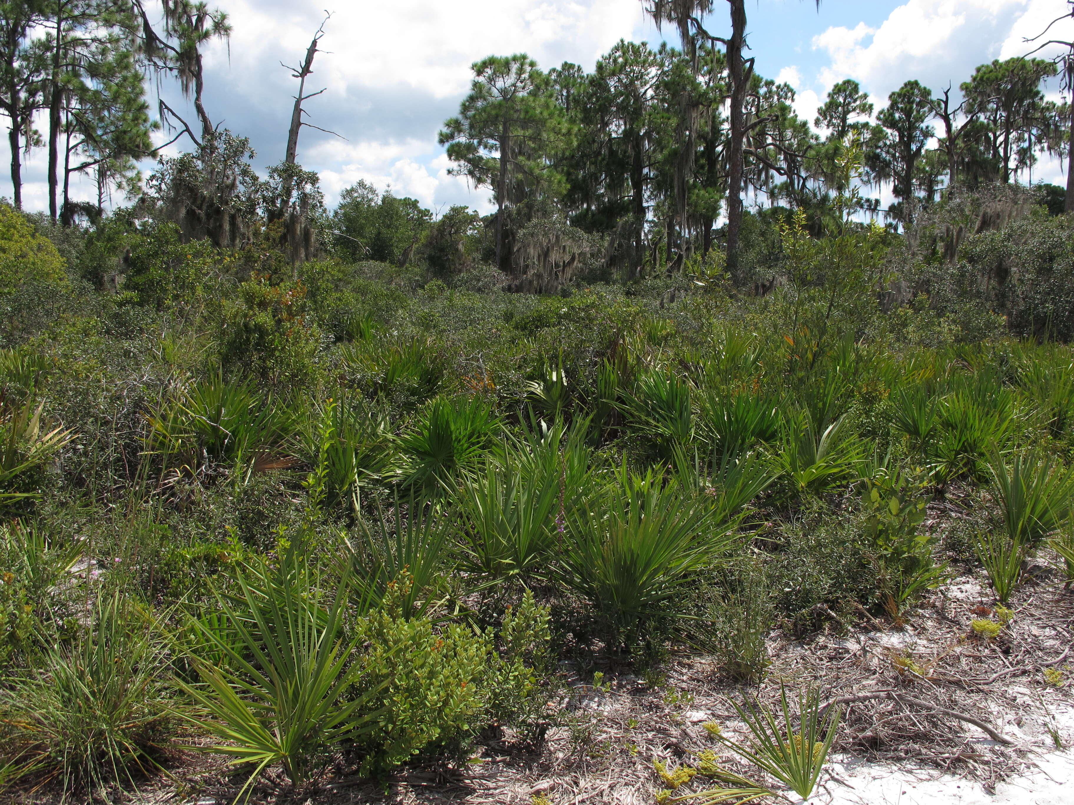 Image of Slash Pine