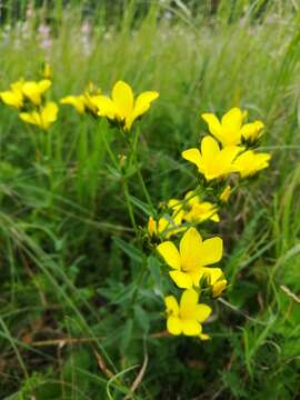 Image of golden flax