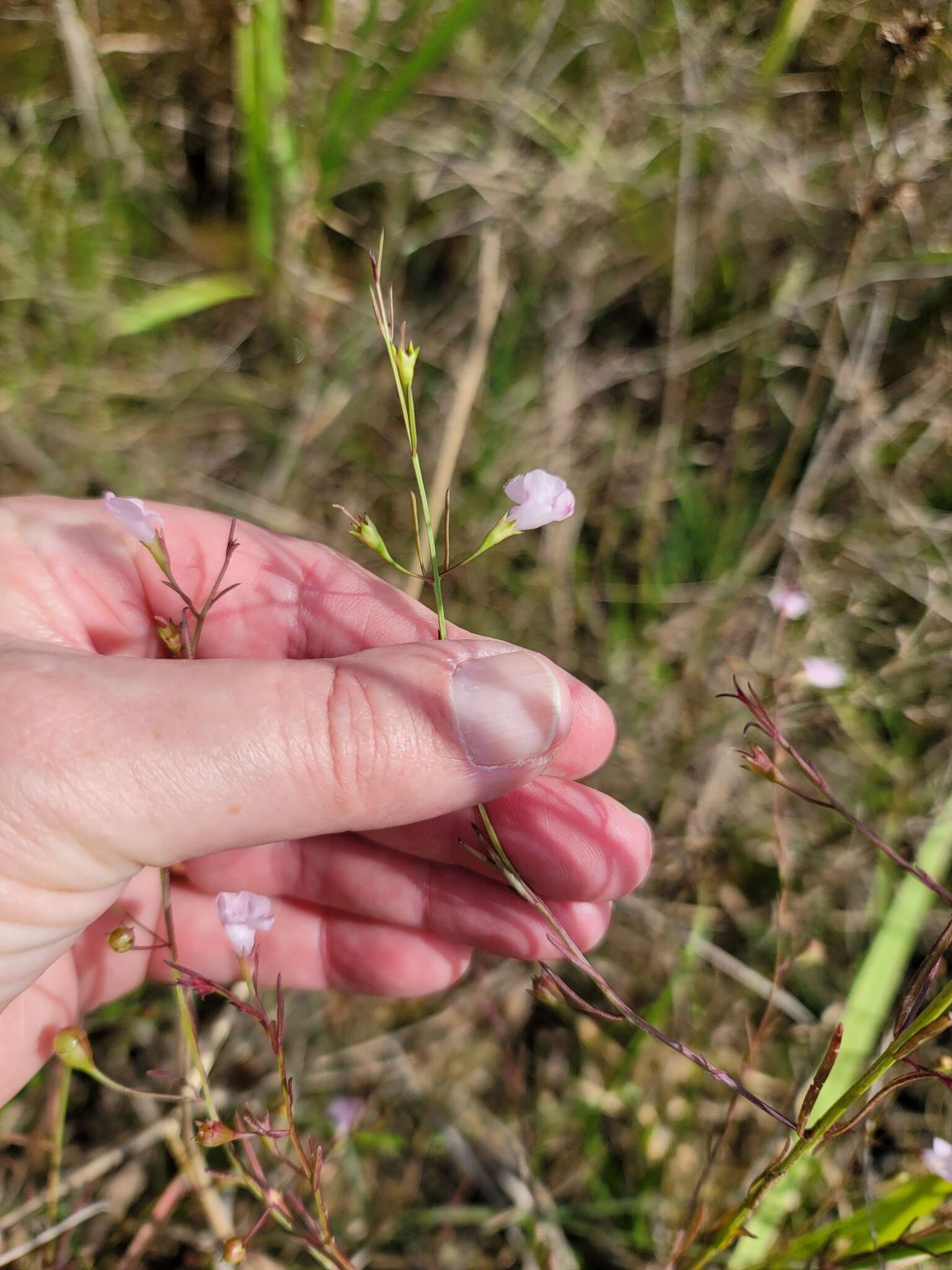 Image of green false foxglove