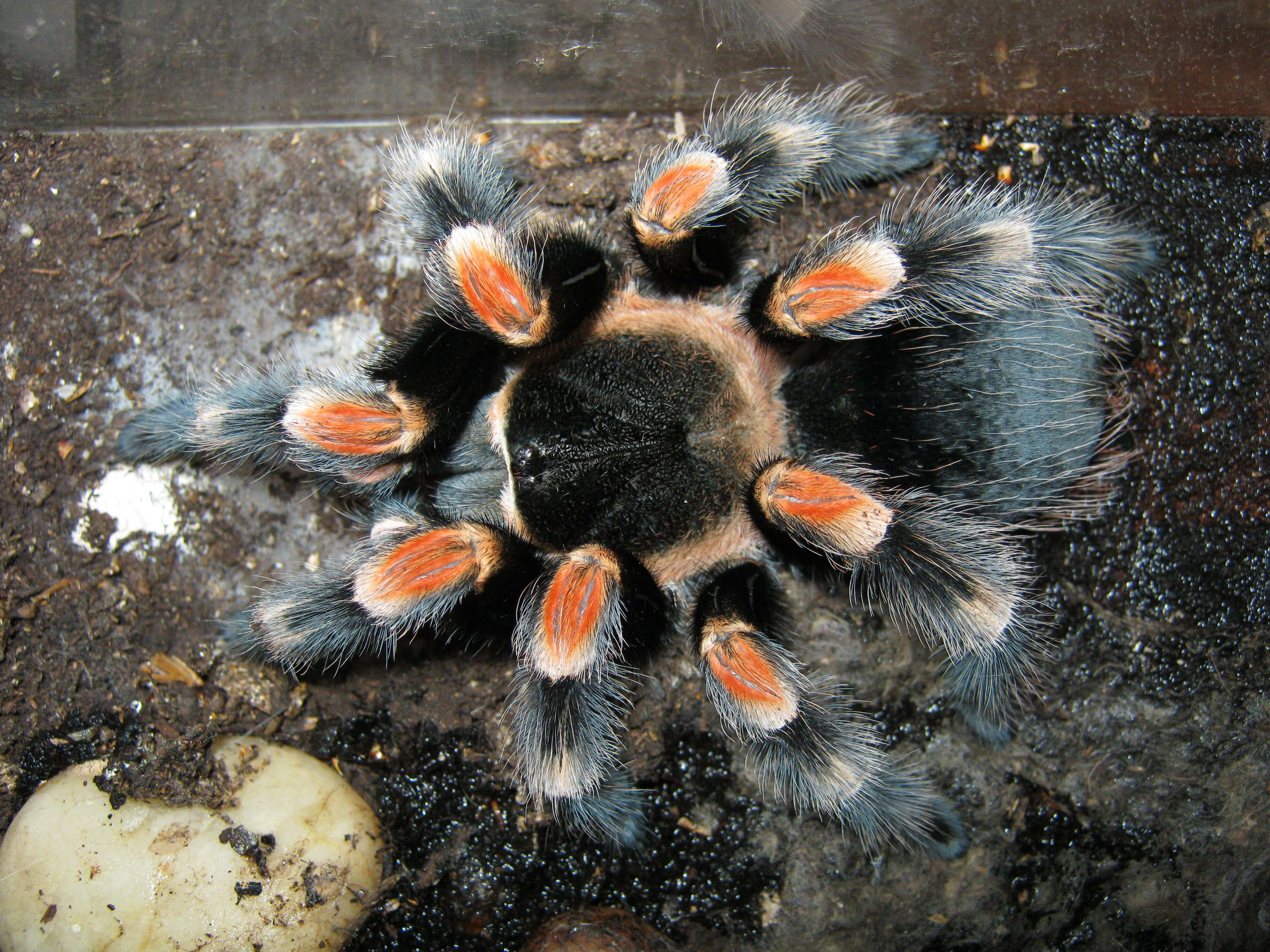 Image of Mexican Red Knee Tarantula