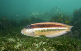 Image of Australian maori-wrasse