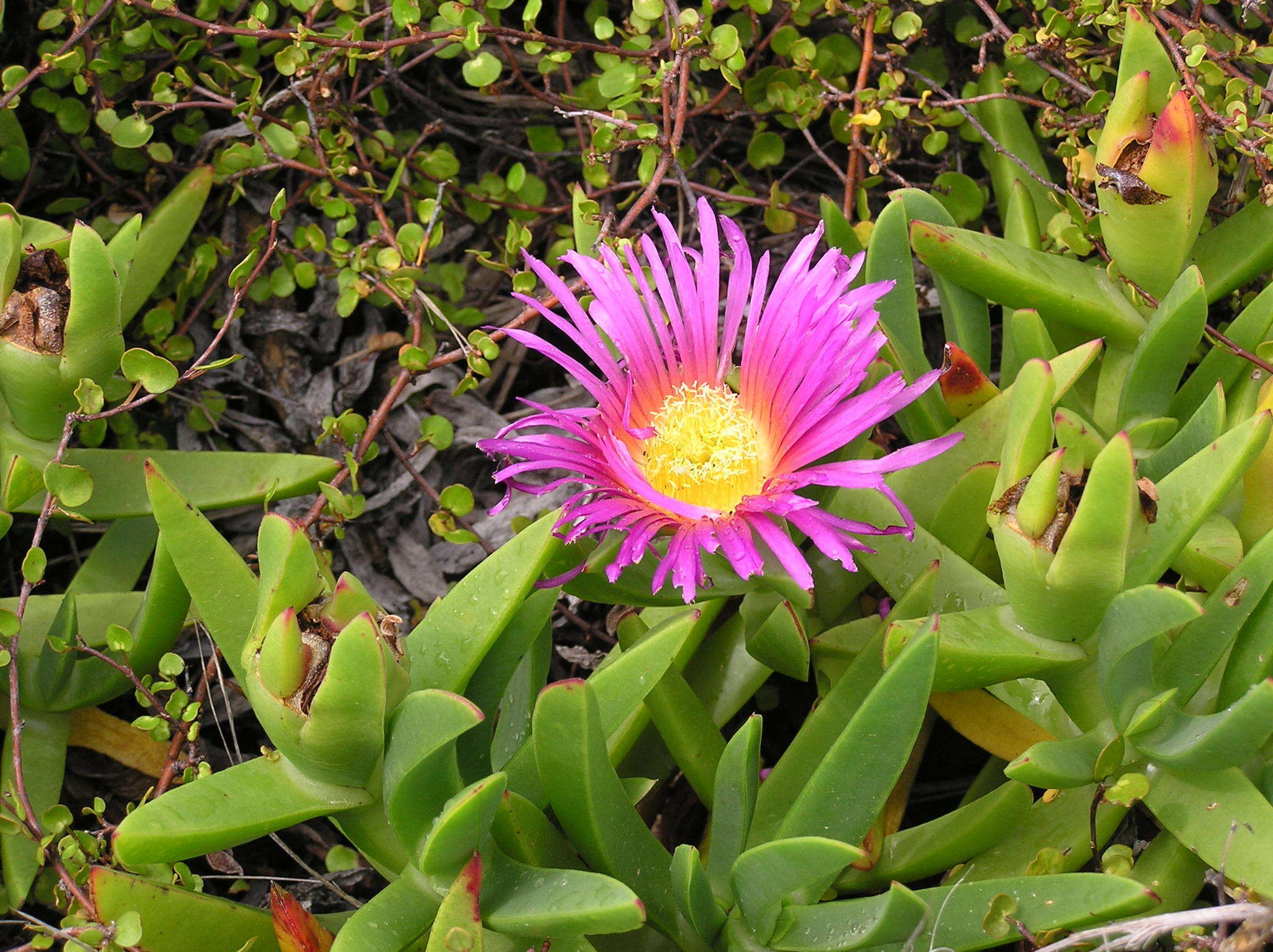 Imagem de Carpobrotus glaucescens (Haw.) Schwant.