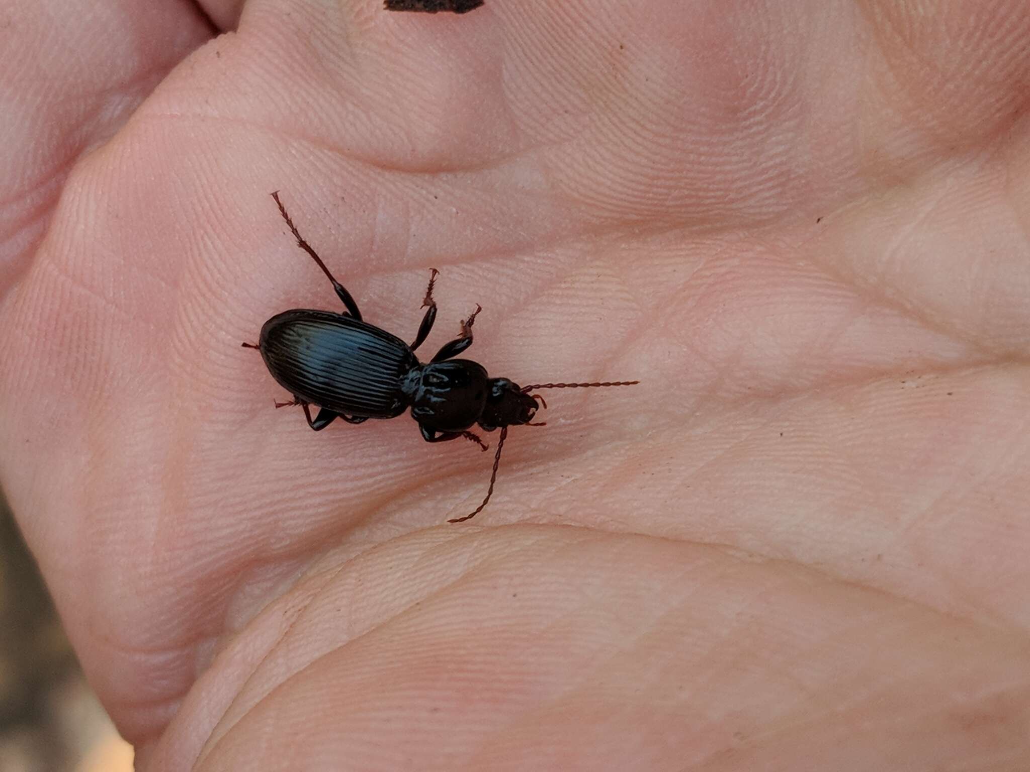 Image of Pterostichus (Monoferonia) diligendus (Chaudoir 1868)