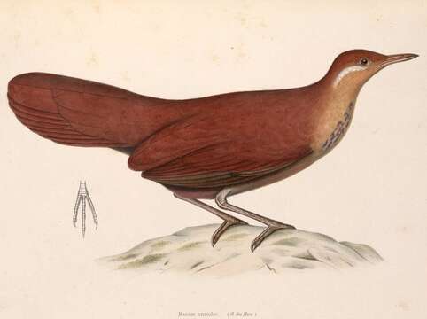 Image of Mesitornithiformes