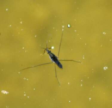 Image of water striders