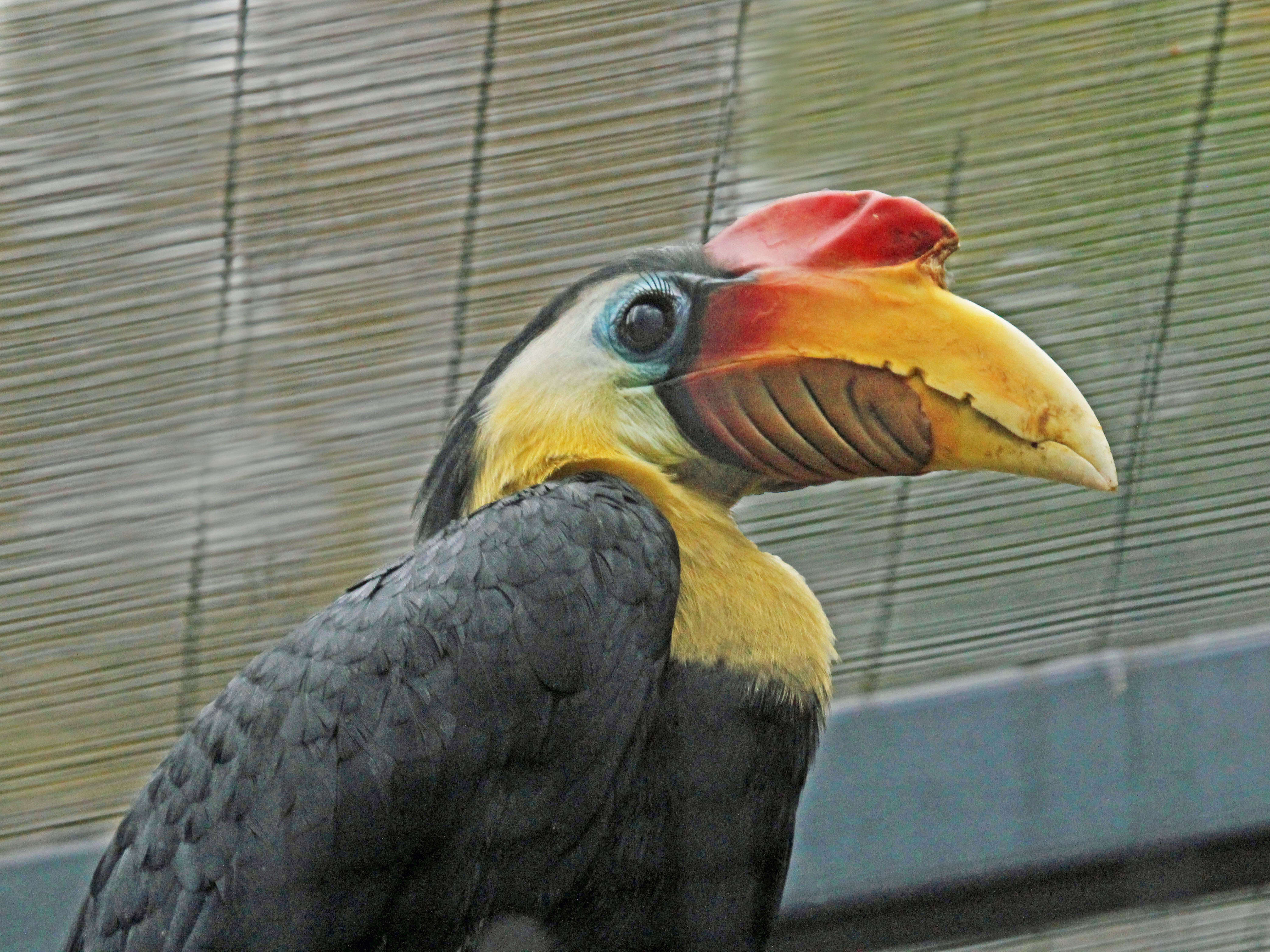 Image of Wrinkled Hornbill