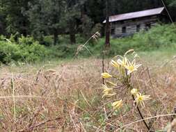 Image of Henderson's triteleia