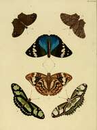 Image of dido longwing