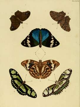 Image of dido longwing