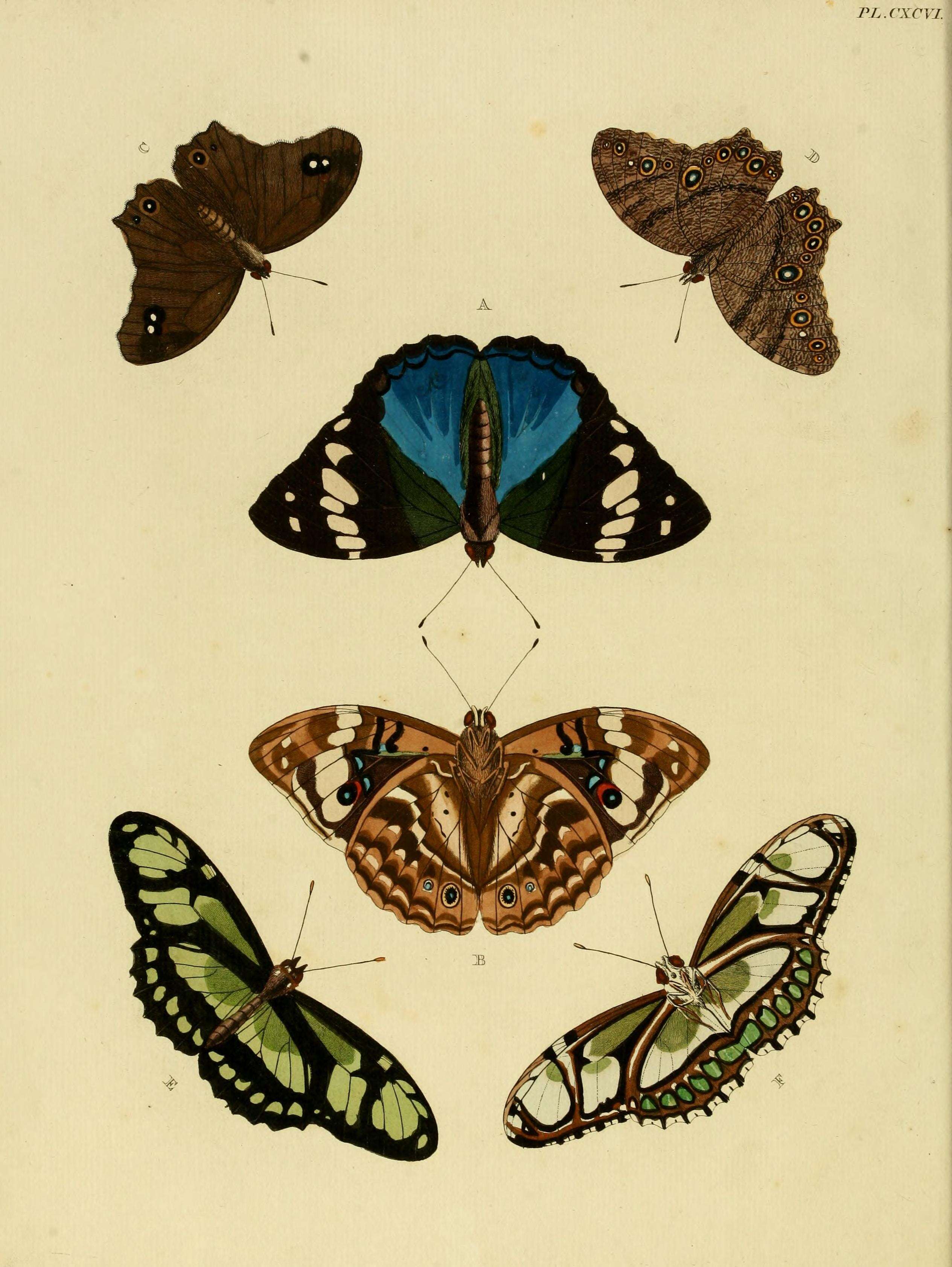 Image of dido longwing