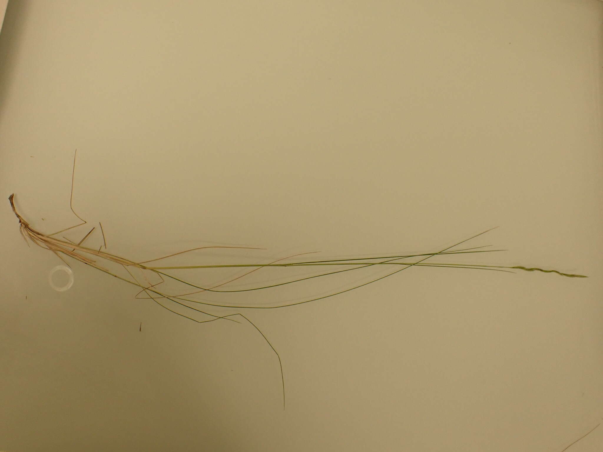 Image of thinleaf false brome