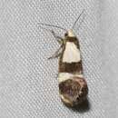 Image of Eupselia leucaspis Meyrick 1906